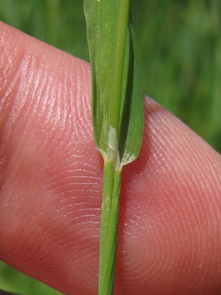 Alopecurus myosuroides